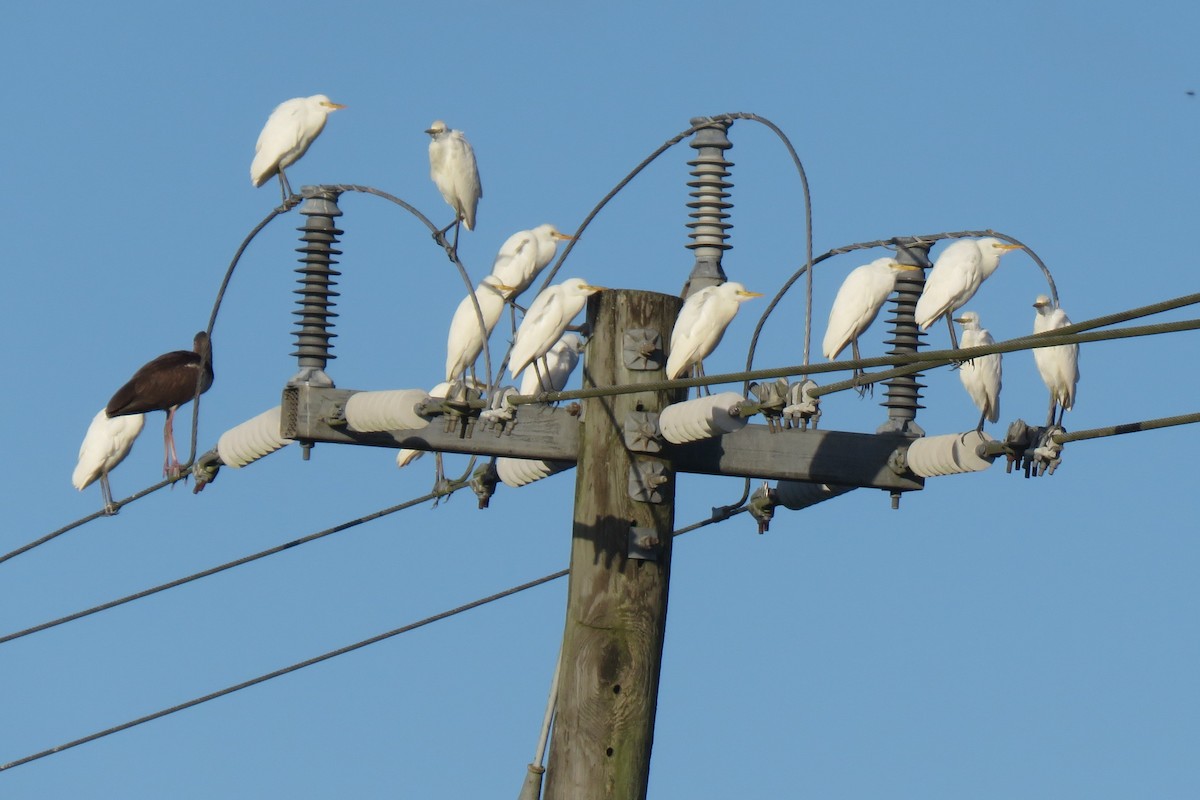 Чапля єгипетська західна - ML644290879