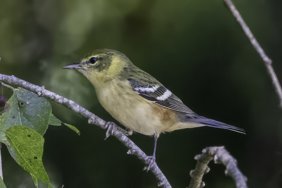 Пісняр-лісовик каштановий - ML644290882