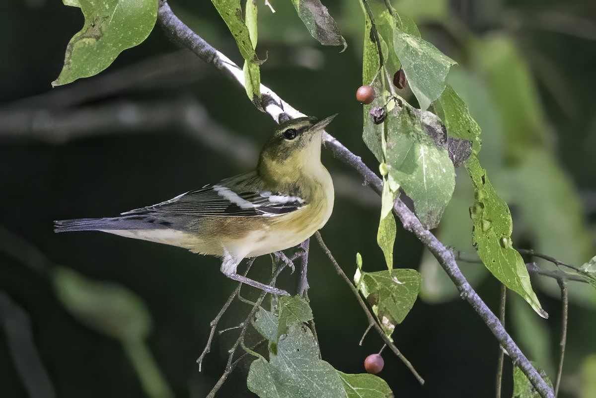 Пісняр-лісовик каштановий - ML644290885