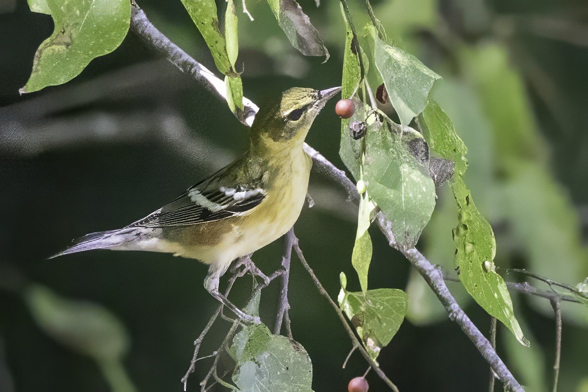 Пісняр-лісовик каштановий - ML644290890