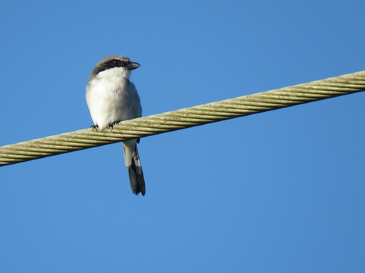Сорокопуд американський - ML644290891