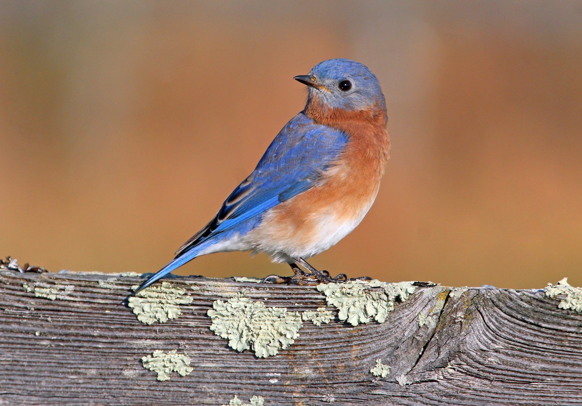 salašník modrý - ML644290893