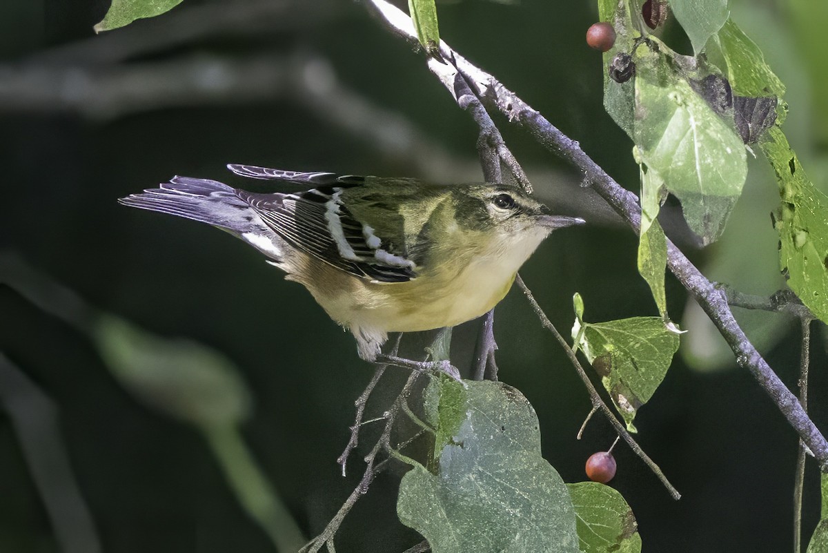 Пісняр-лісовик каштановий - ML644290894