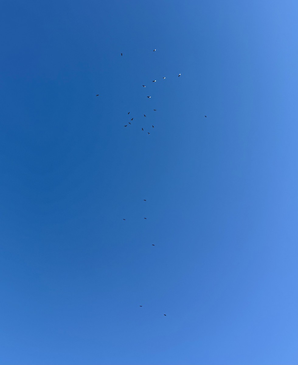 Aura Gallipavo - ML644290905