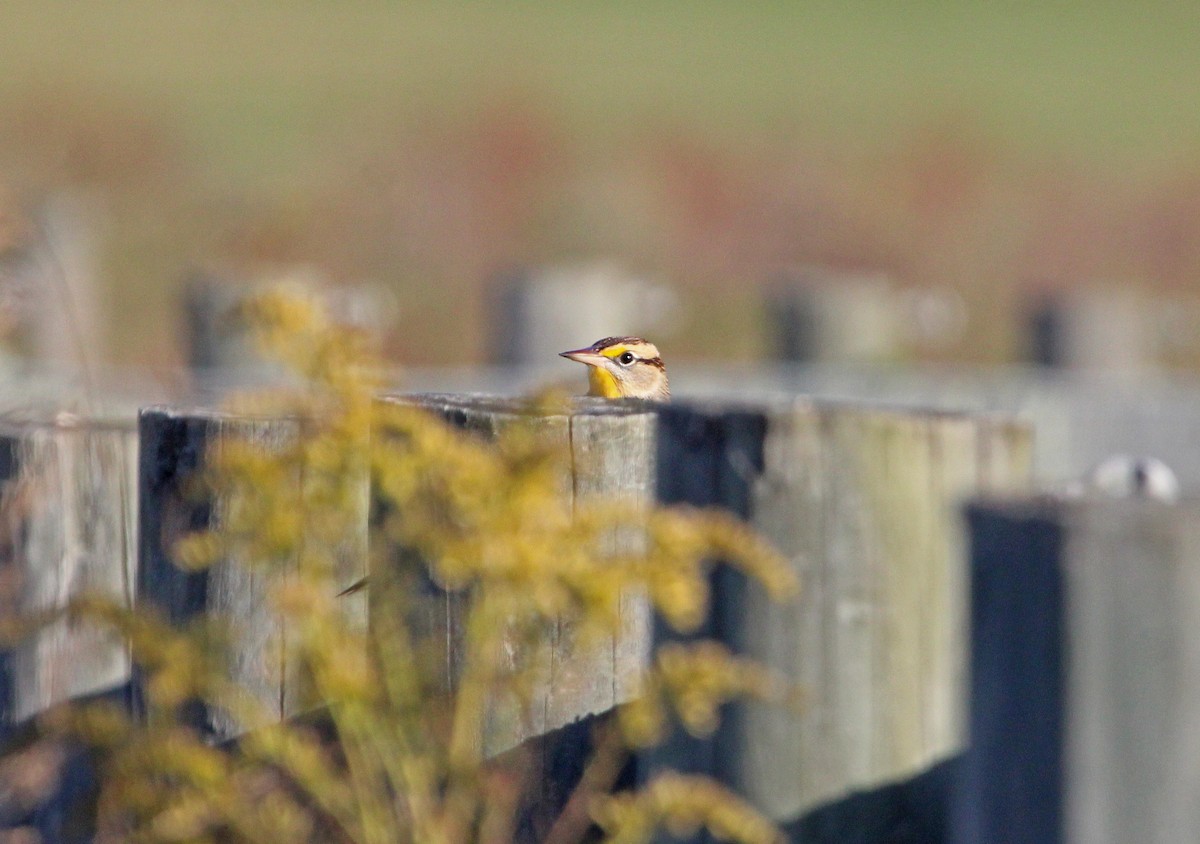 Eastern Meadowlark - ML644290908
