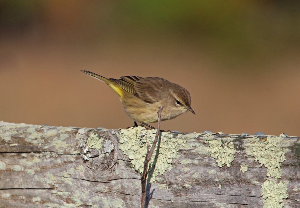 lesňáček bažinný - ML644290914
