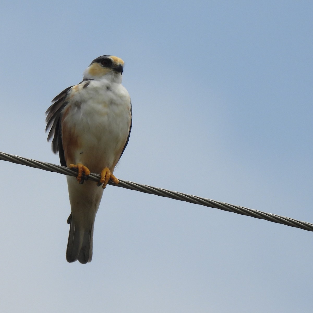 Pearl Kite - ML644290917