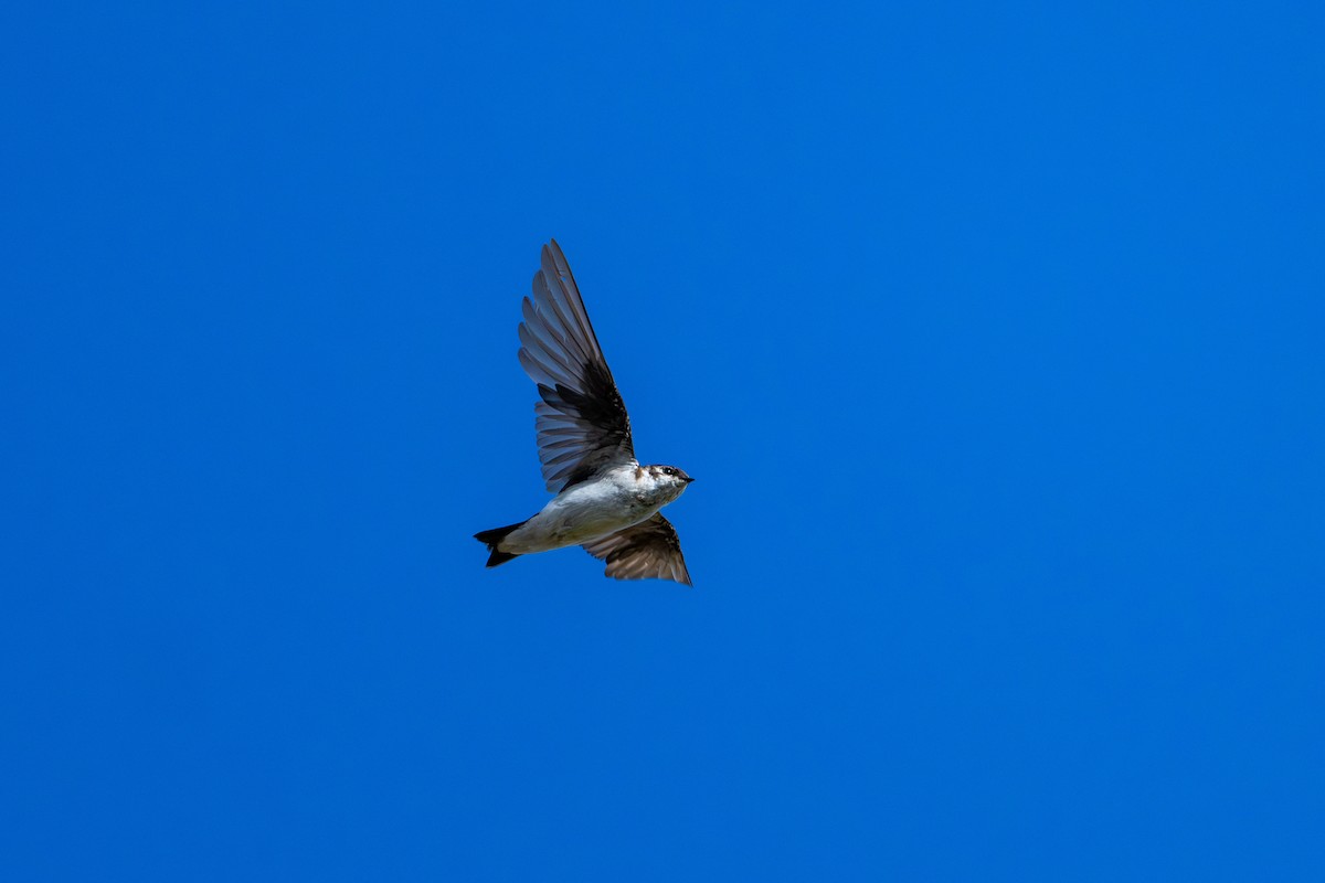 スミレミドリツバメ - ML644290918