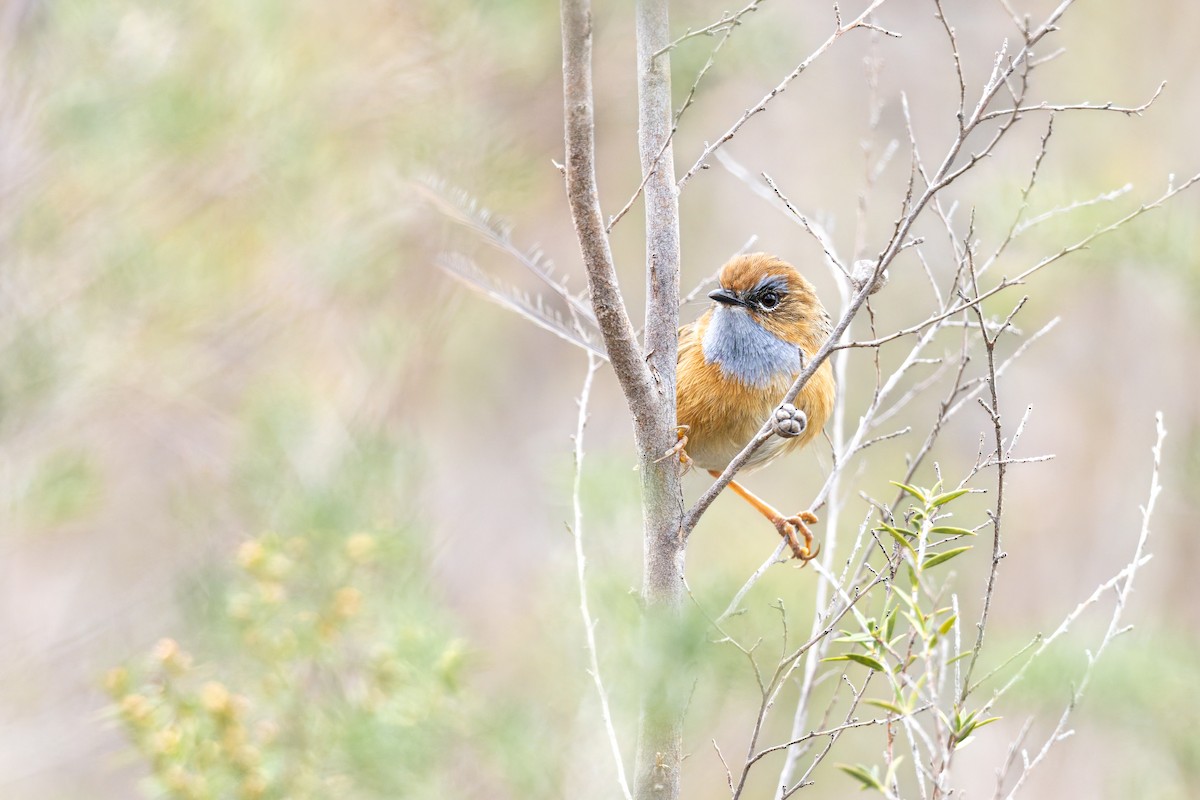 Southern Emuwren - ML644290946