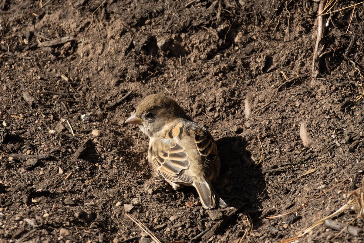 House Sparrow - ML644290955