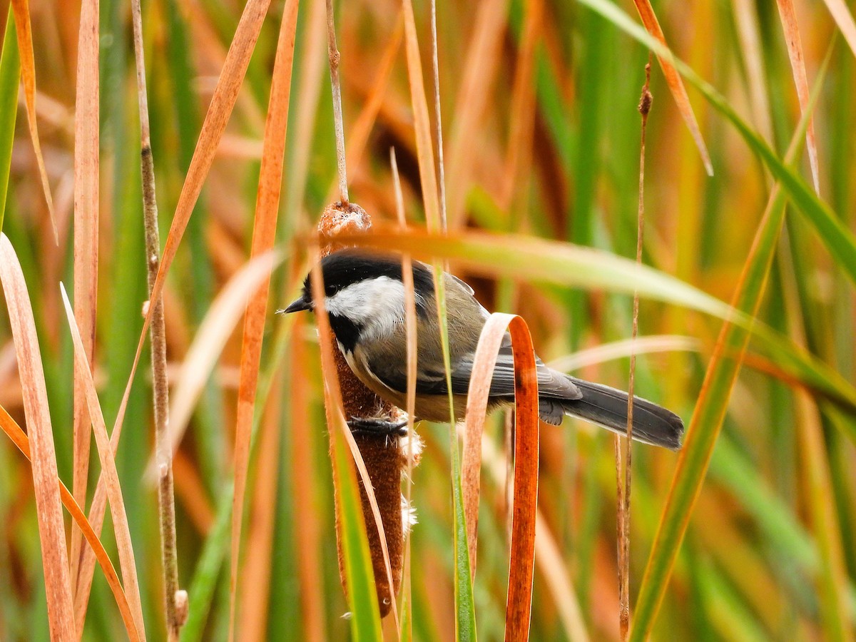 sýkora černohlavá - ML644290959