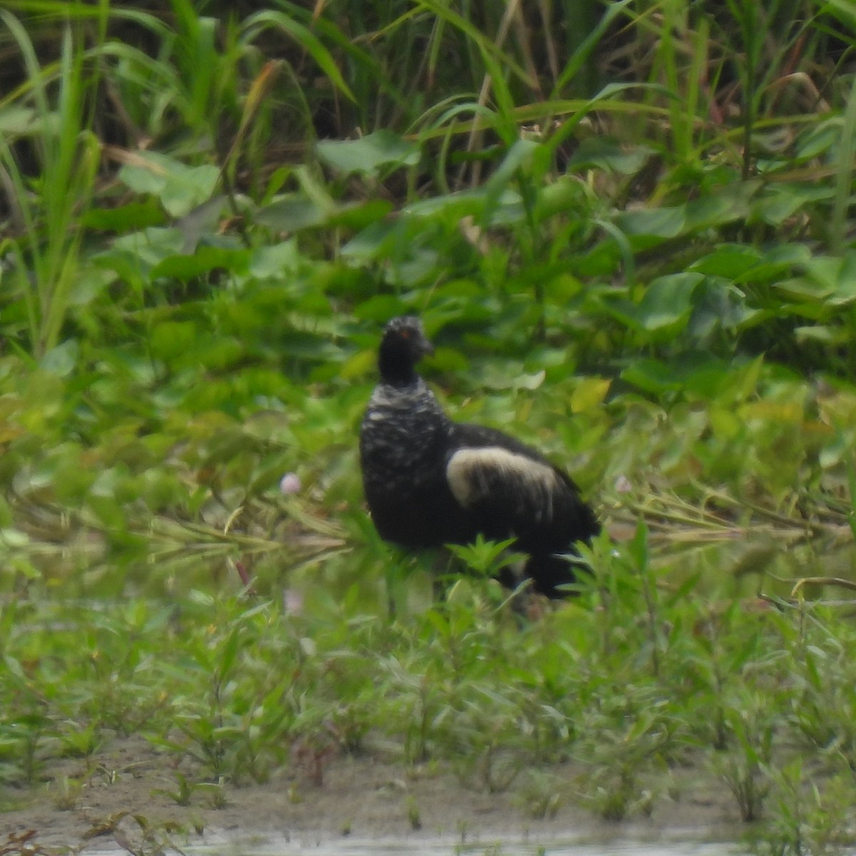 Horned Screamer - ML644290961