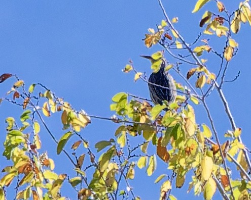 prærielerketrupial - ML644290962