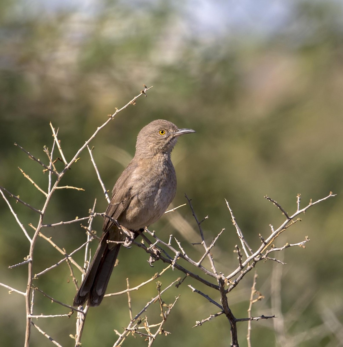 Bendire's Thrasher - ML644290965