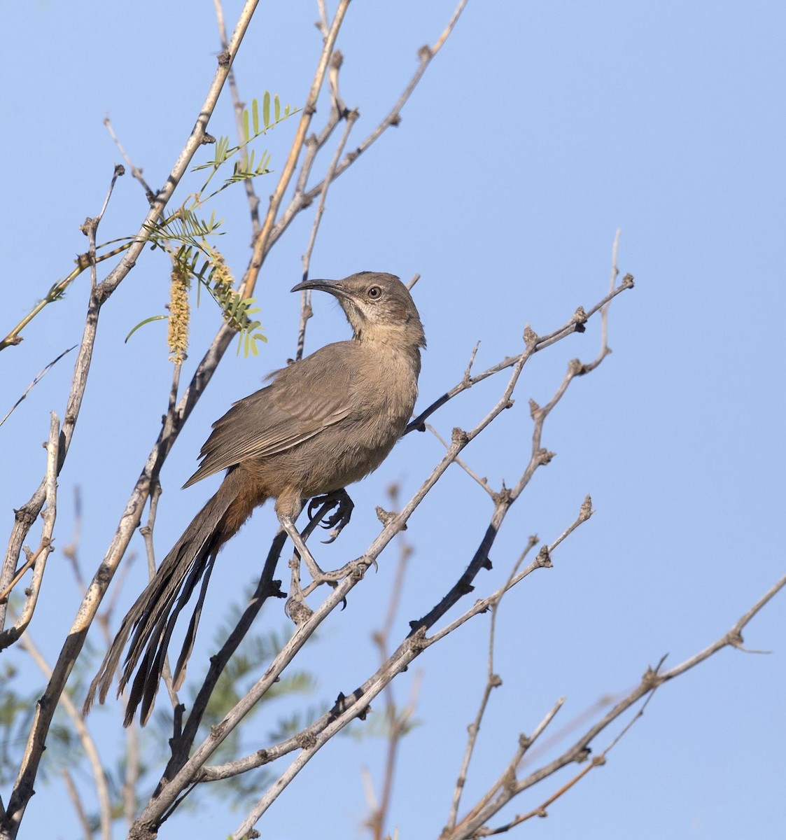Crissal Thrasher - ML644290969