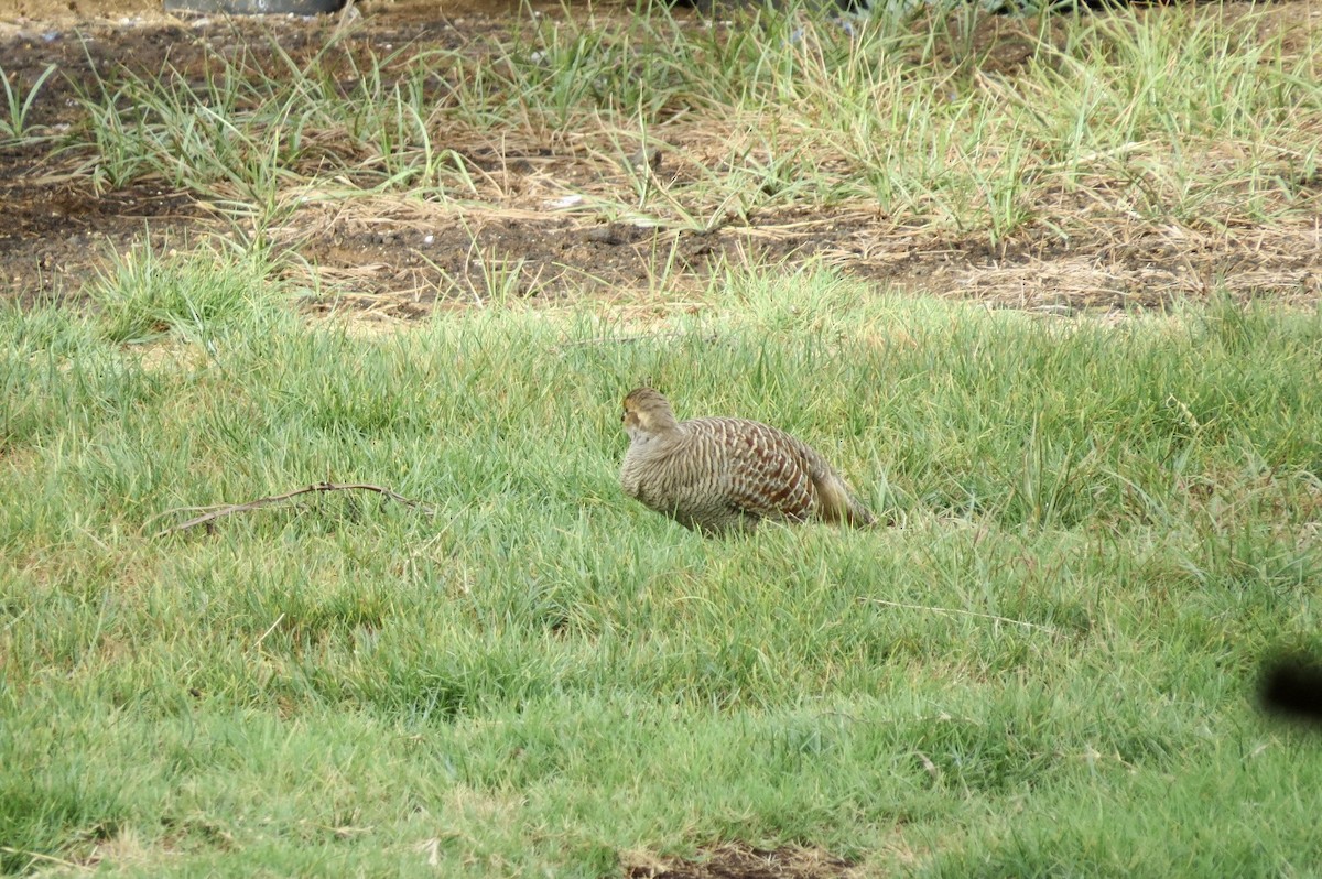 Турач сірий - ML644290990