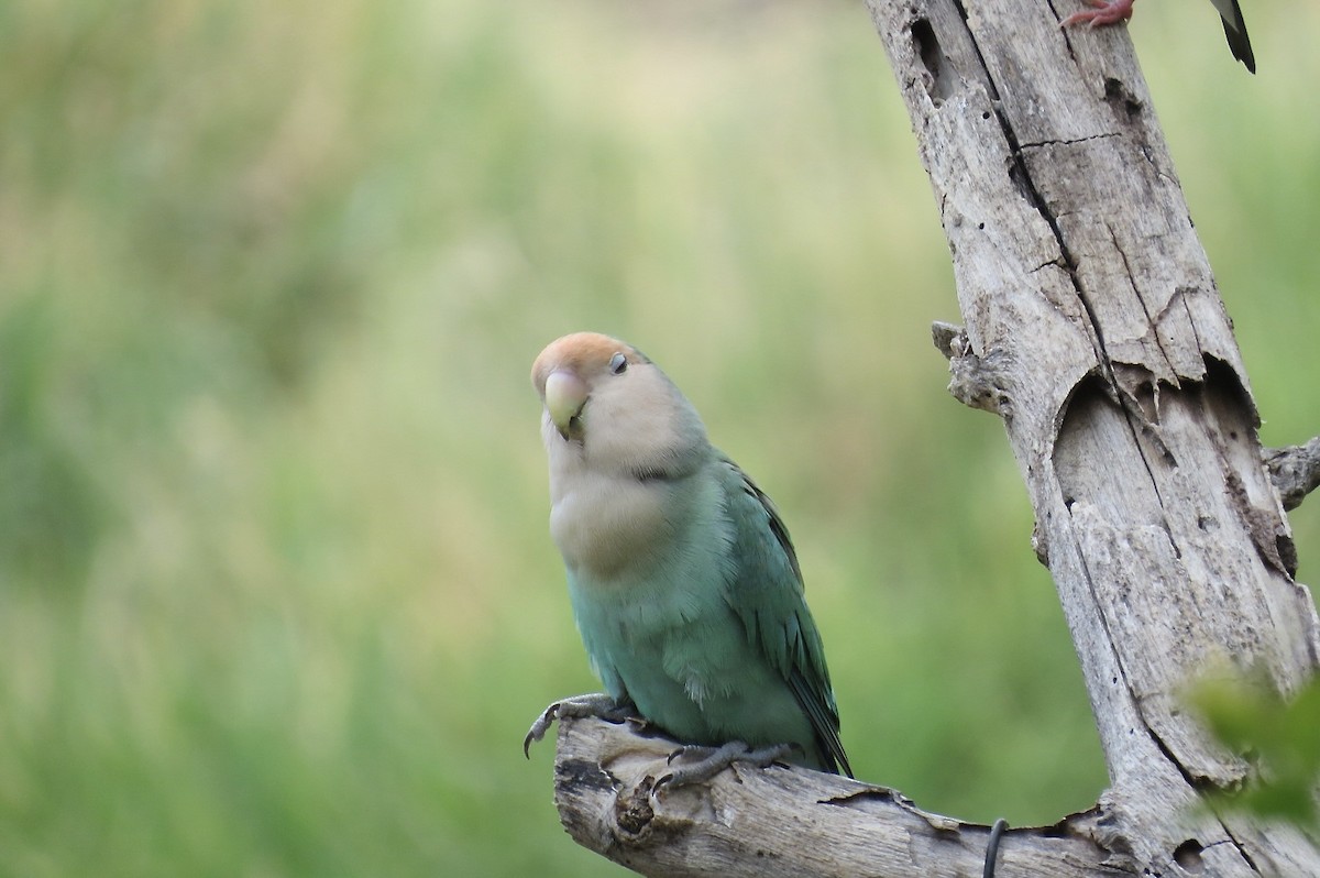 Rosy-faced Lovebird - ML644290998