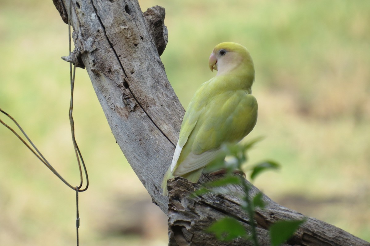 Rosy-faced Lovebird - ML644290999