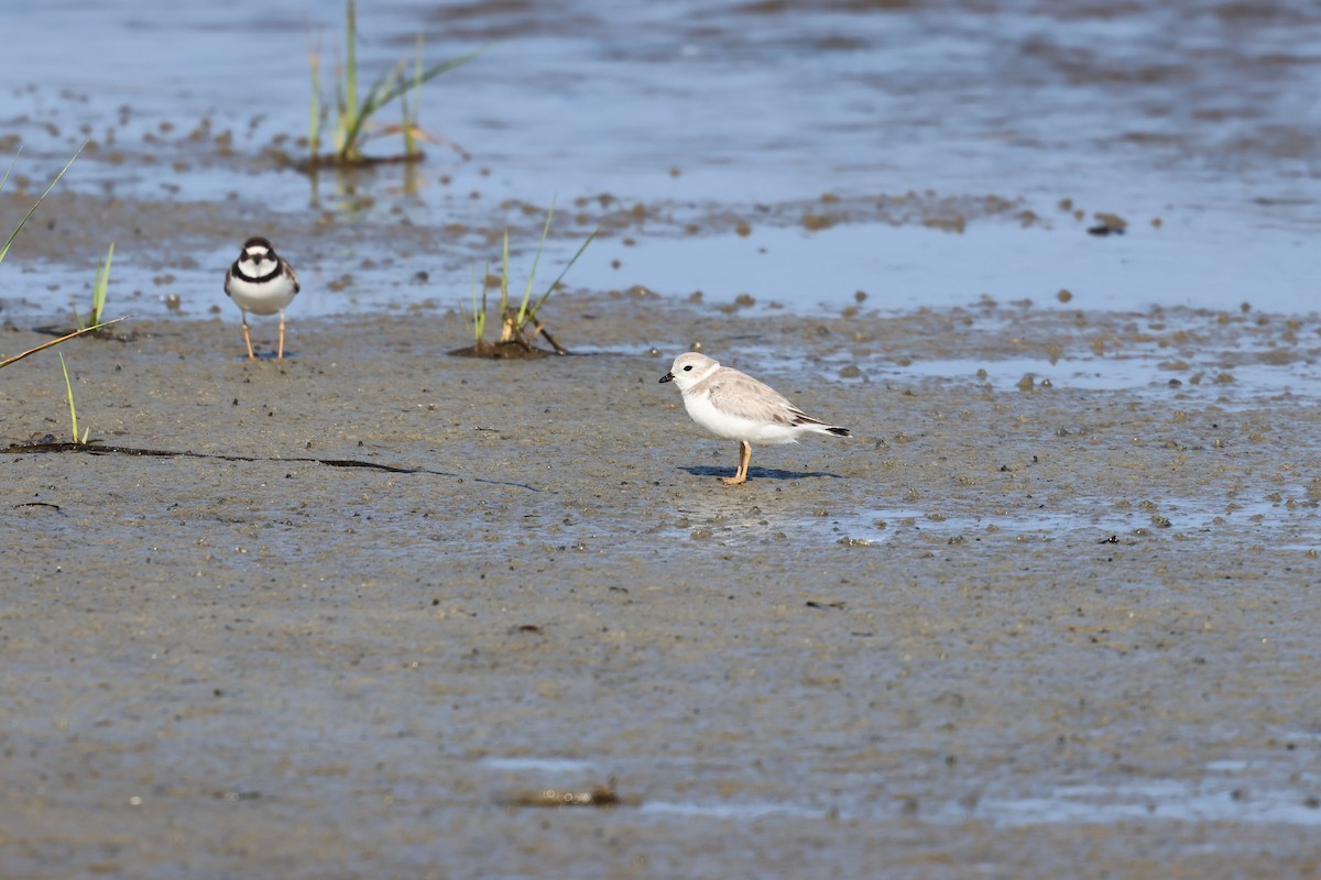 Flötenregenpfeifer - ML644291005