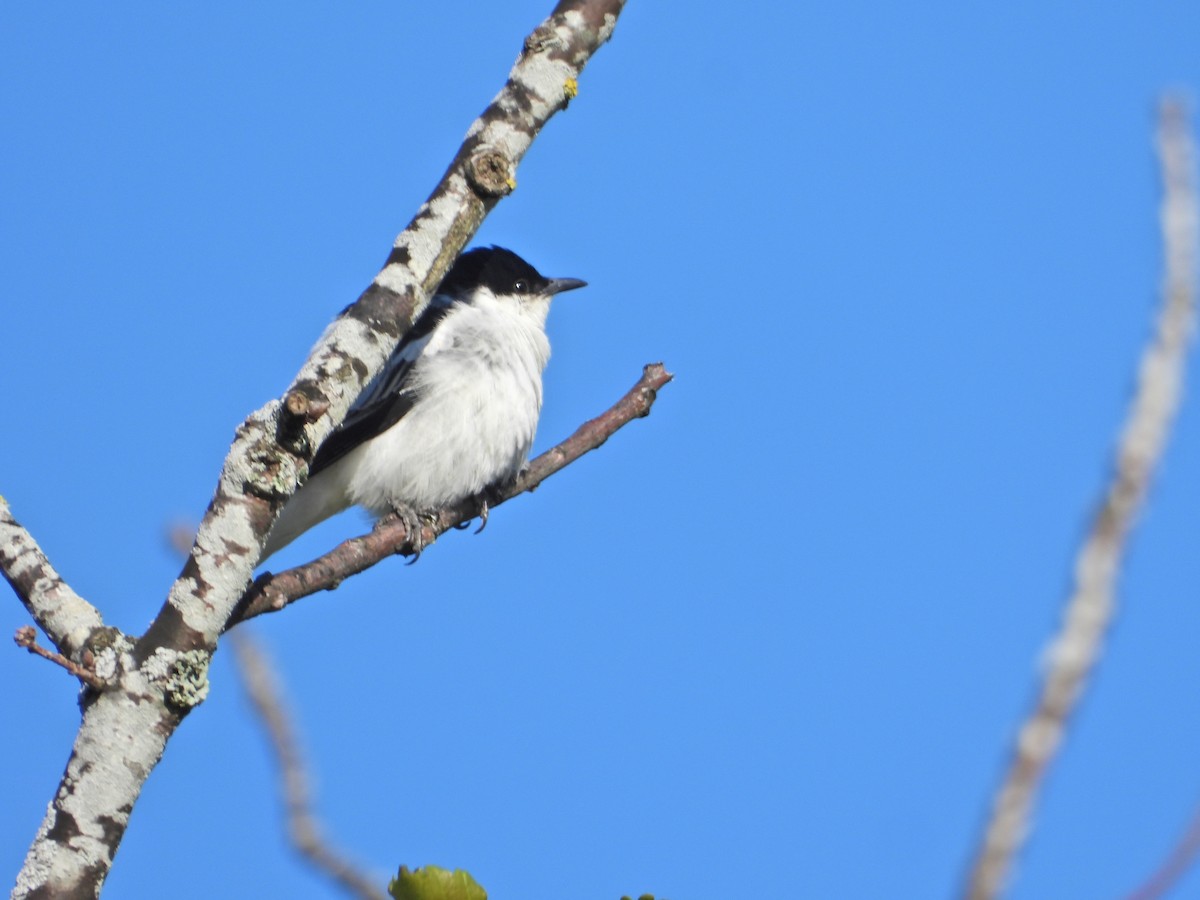 White-winged Triller - Jeffrey Crawley