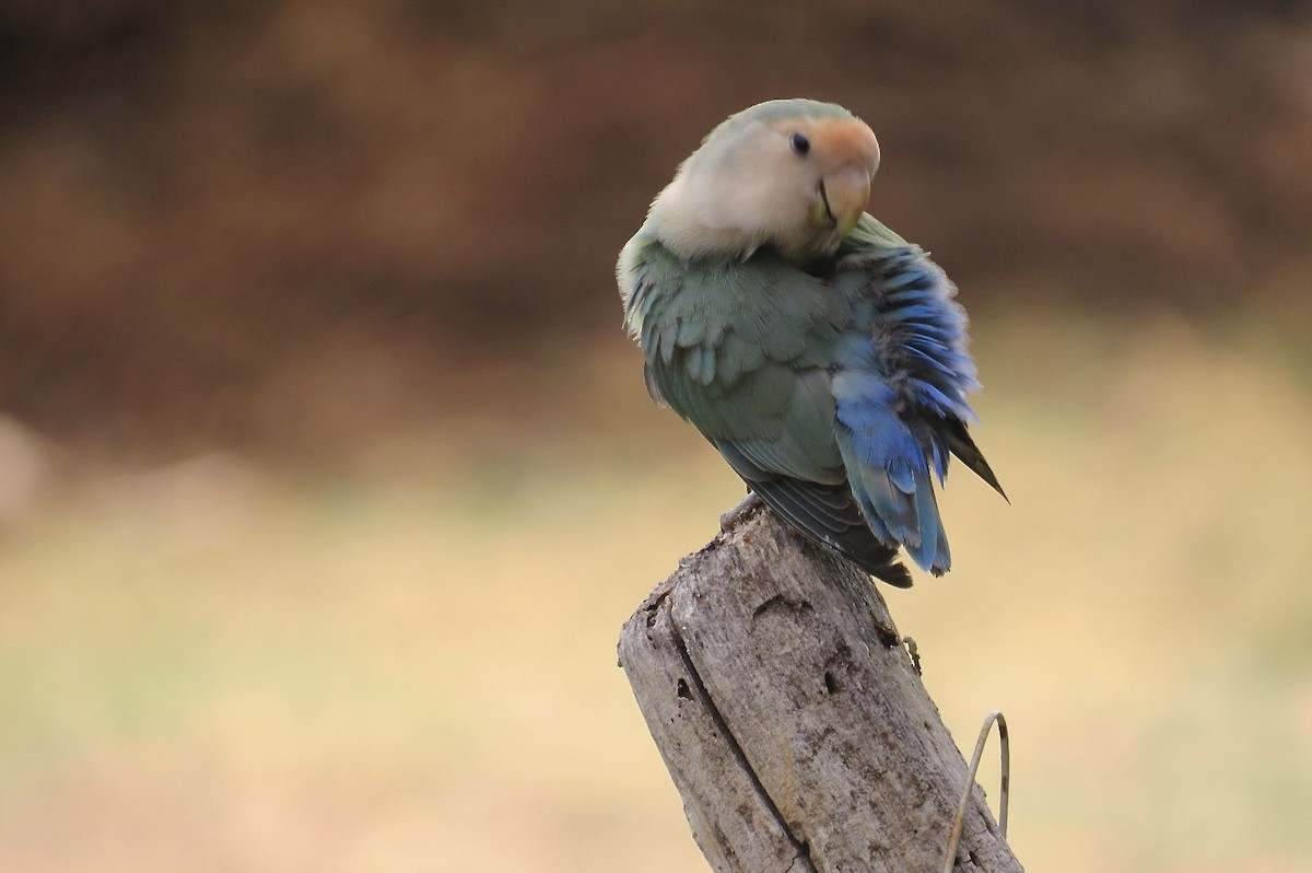 Rosy-faced Lovebird - ML644291012