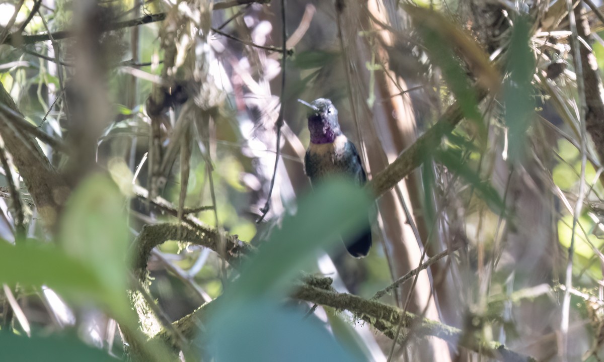 Amethyst-throated Sunangel - ML644291013