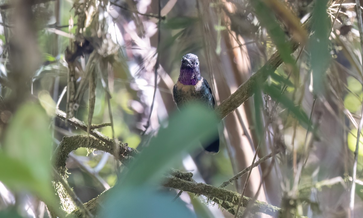 Amethyst-throated Sunangel - ML644291014