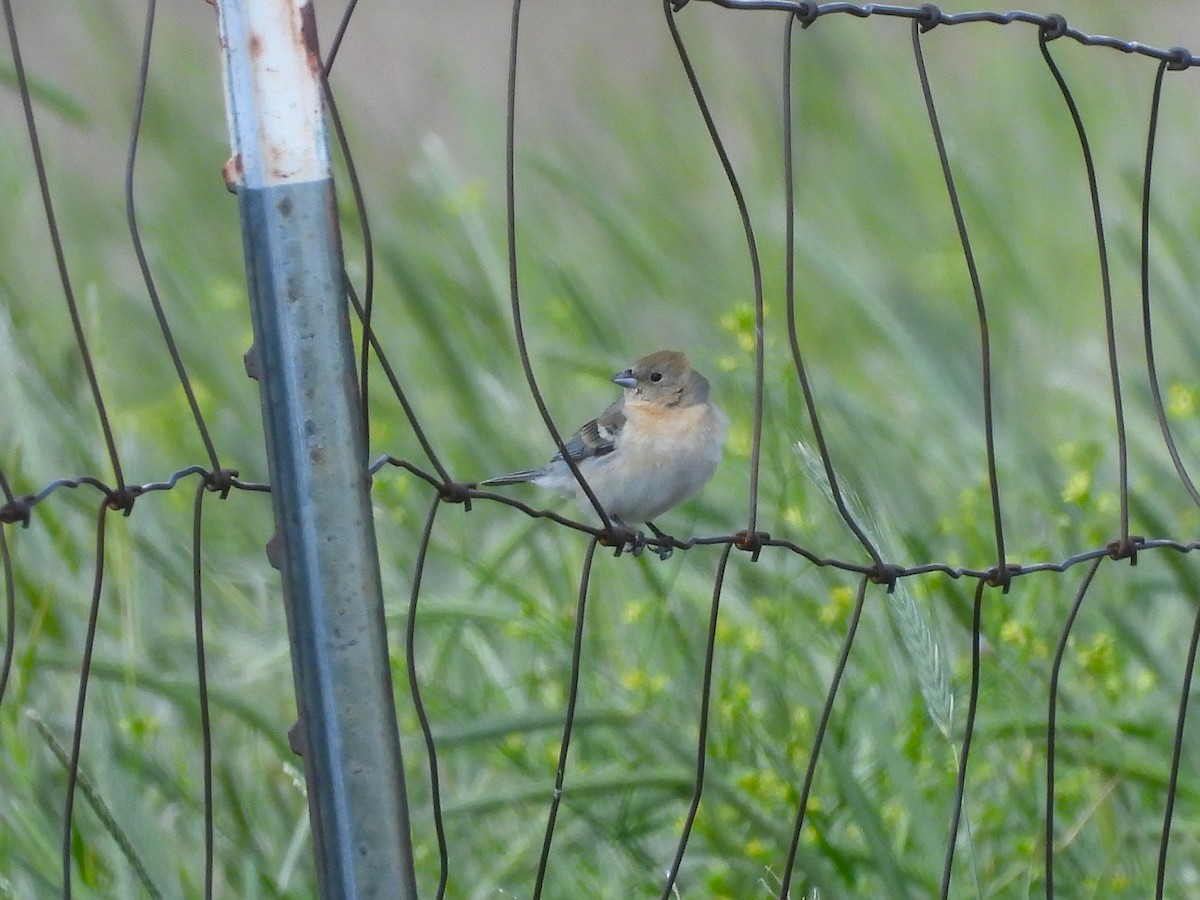 Lazuli Bunting - ML644291017