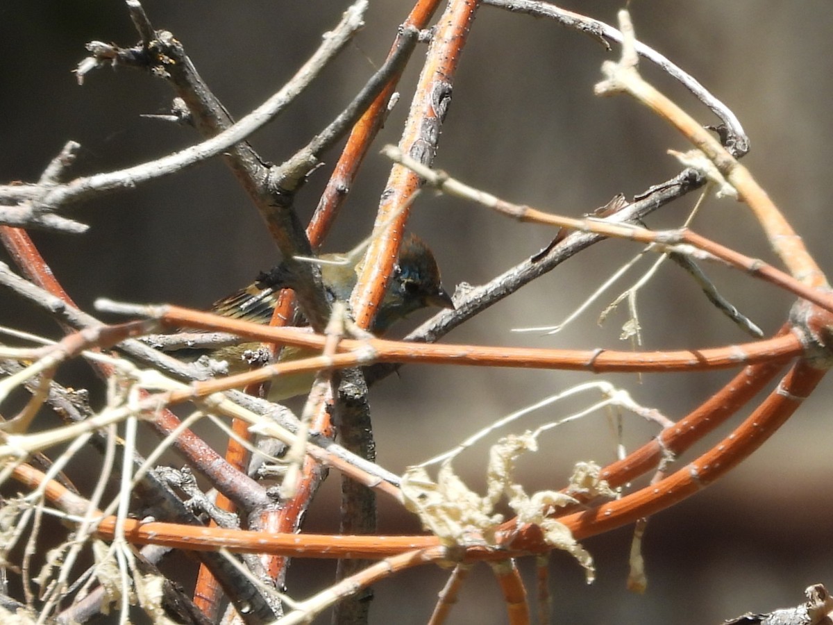 Lazuli Bunting - ML644291018