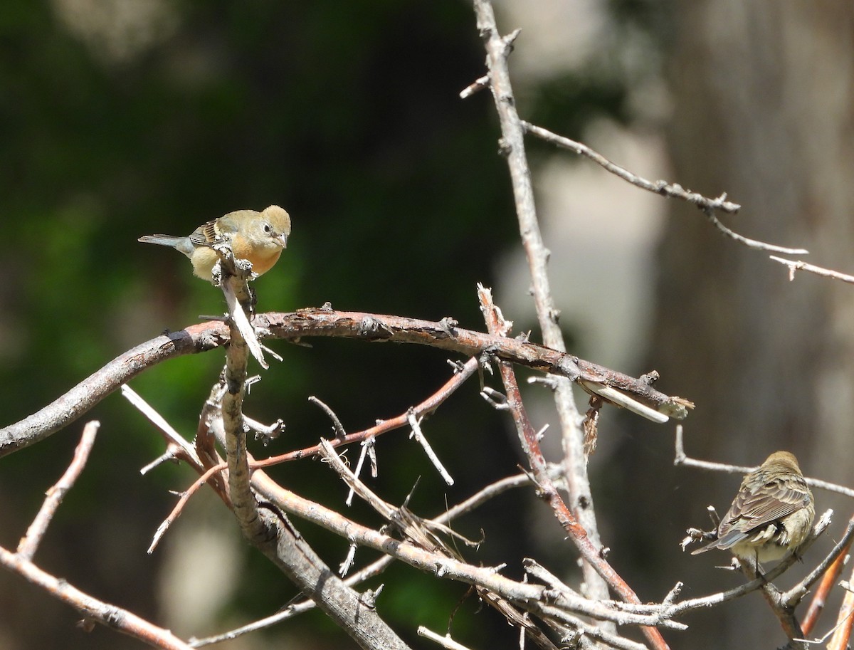 Lazuli Bunting - ML644291019