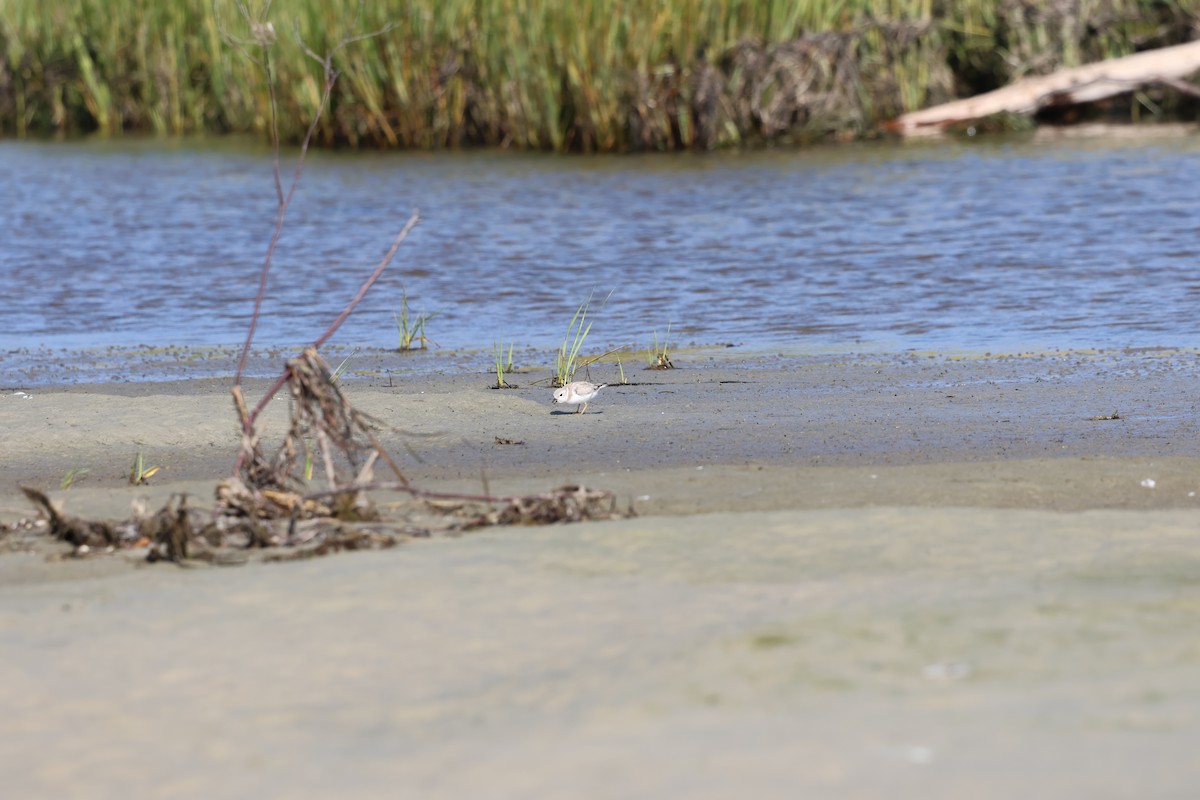 Flötenregenpfeifer - ML644291022