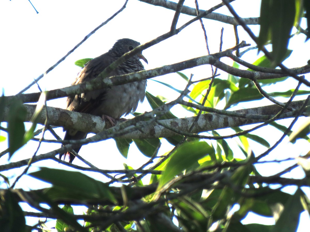 Талпакоті строкатоголовий - ML644291025