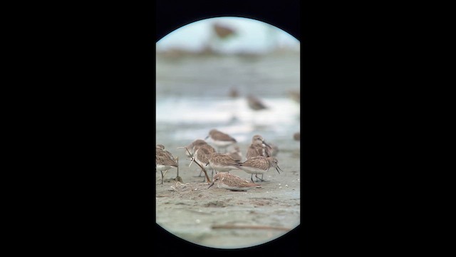 Semipalmated Sandpiper - ML644291031