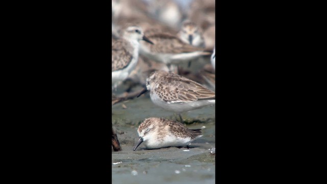 Semipalmated Sandpiper - ML644291033