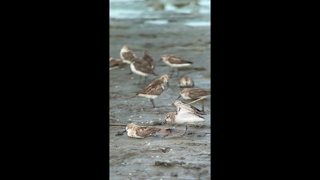 Semipalmated Sandpiper - ML644291034