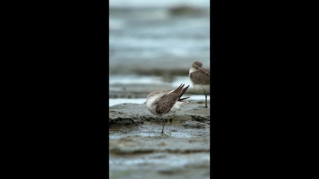 Semipalmated Sandpiper - ML644291035