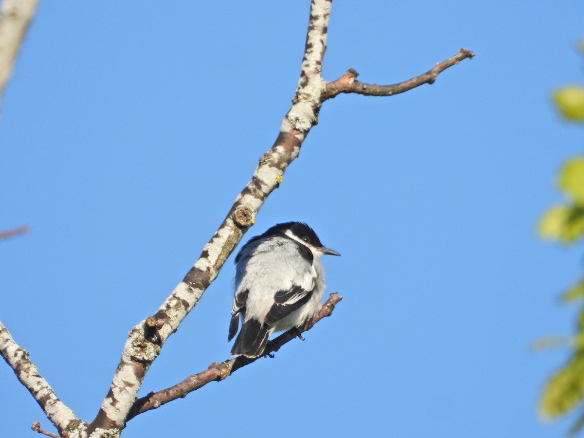 White-winged Triller - Jeffrey Crawley