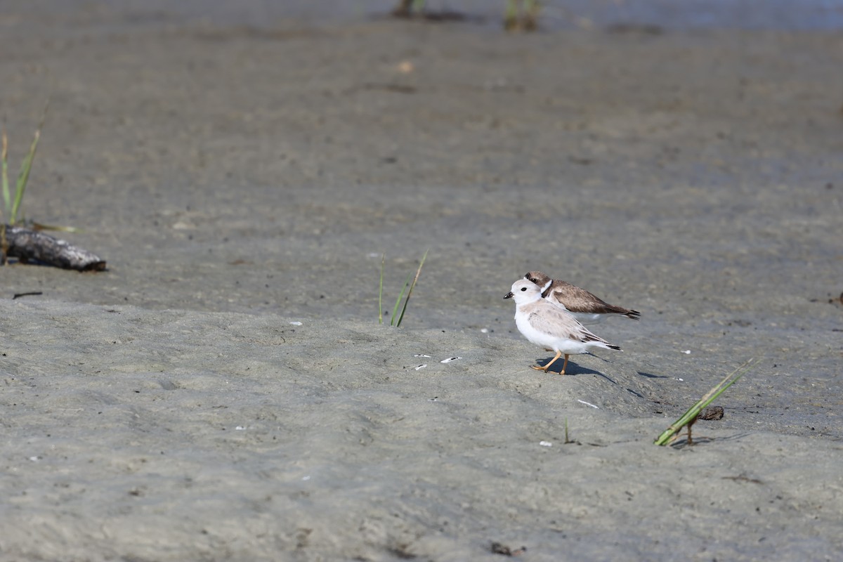 Flötenregenpfeifer - ML644291040