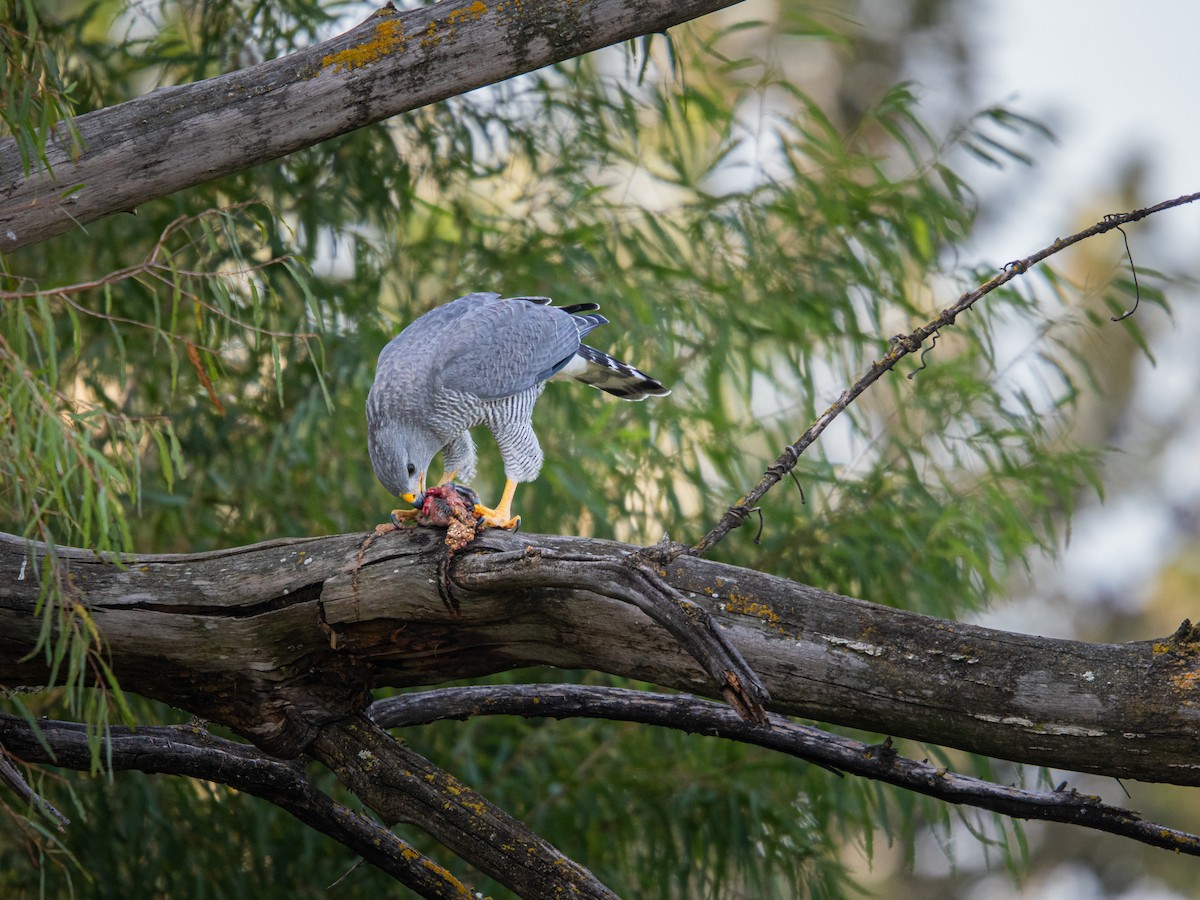 Gri Şahin - ML644291042