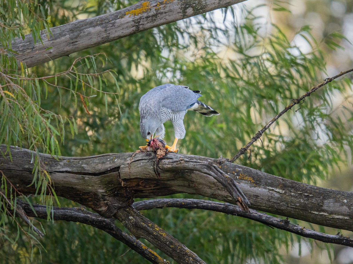 Gri Şahin - ML644291043