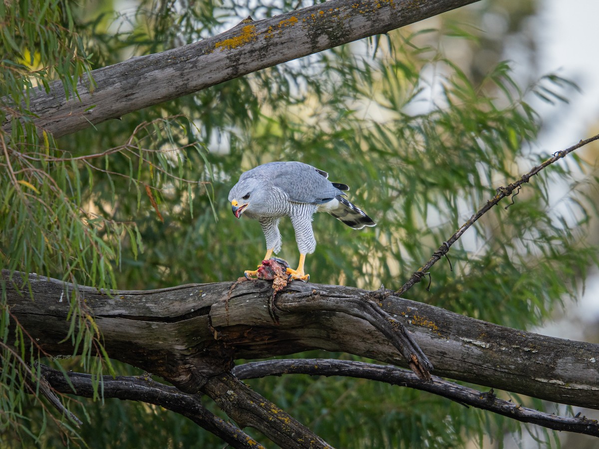 Gri Şahin - ML644291044