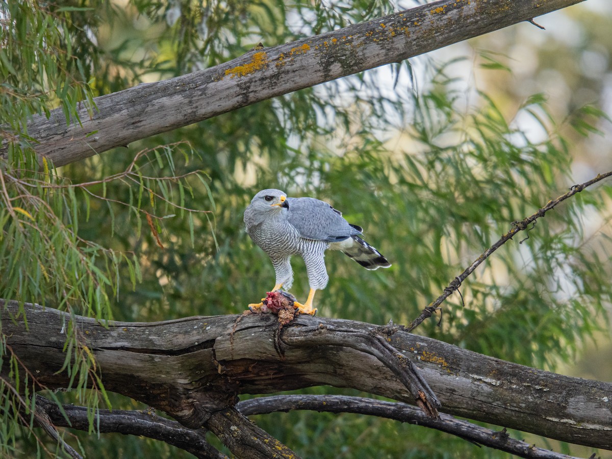 Gri Şahin - ML644291045