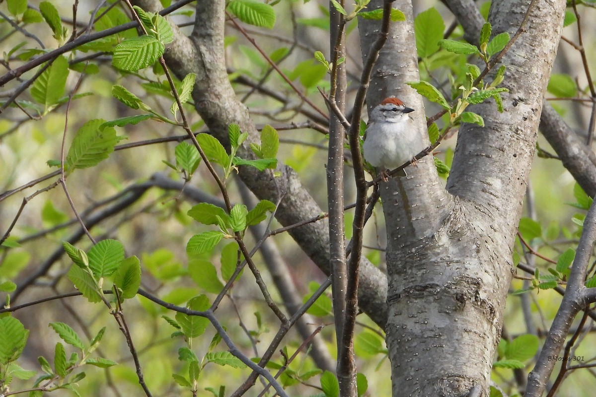 Chipping Sparrow - ML644291050