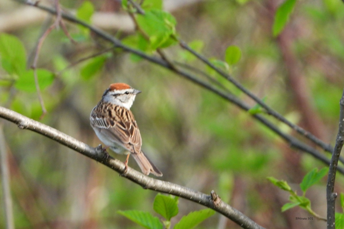 Chipping Sparrow - ML644291051