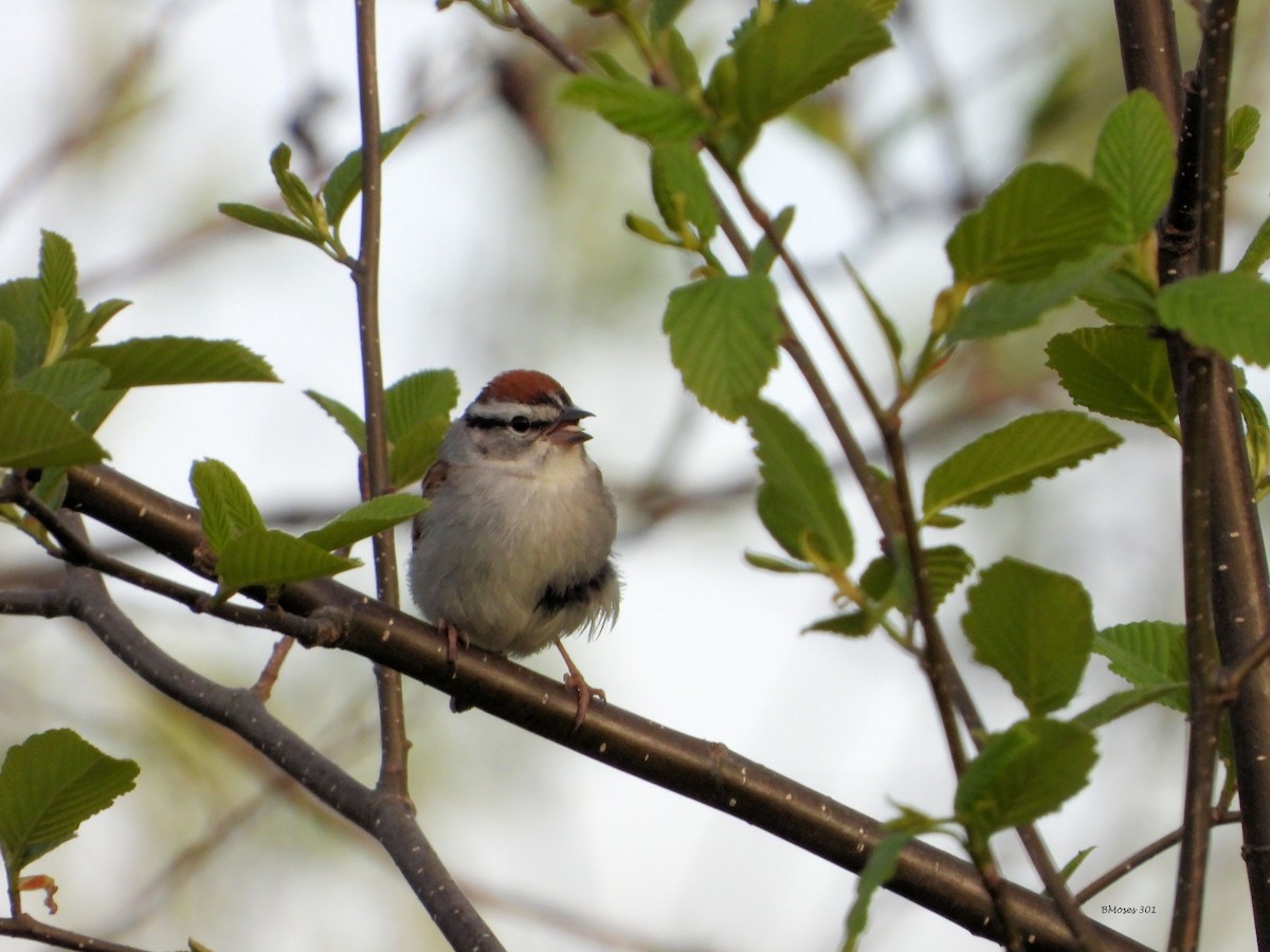 Chipping Sparrow - ML644291052