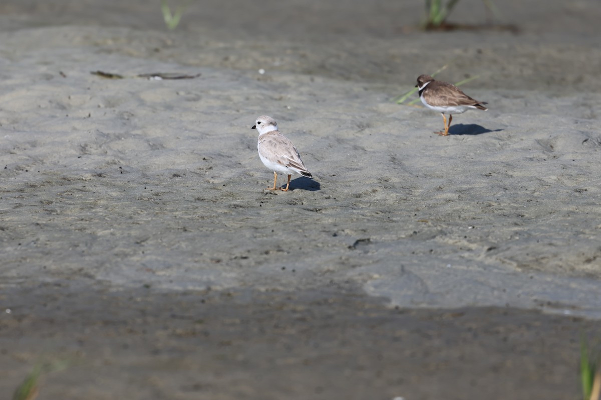 Flötenregenpfeifer - ML644291053