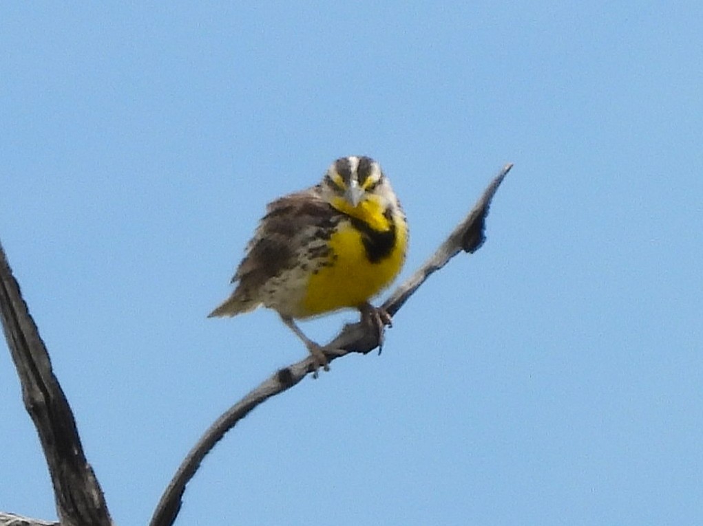 prærielerketrupial - ML644291056