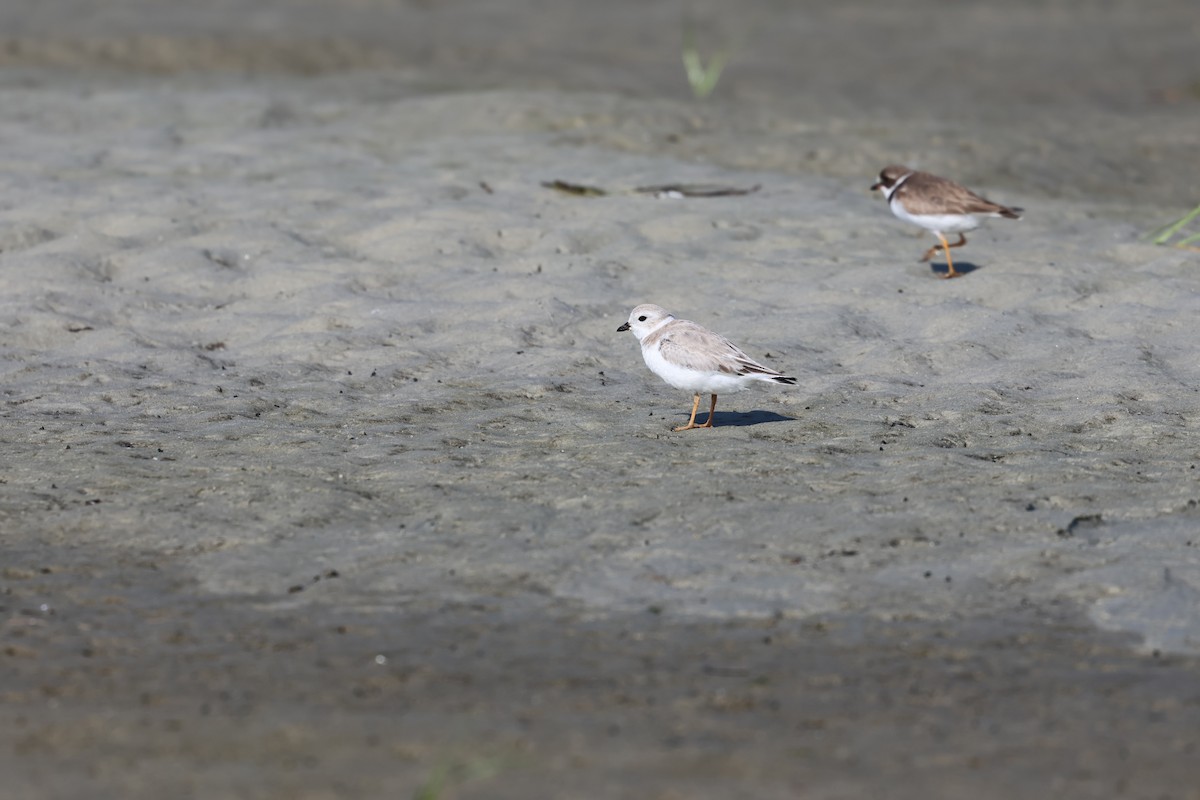 Flötenregenpfeifer - ML644291059