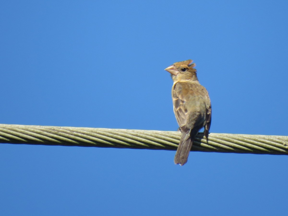 blåtykknebb - ML644291076