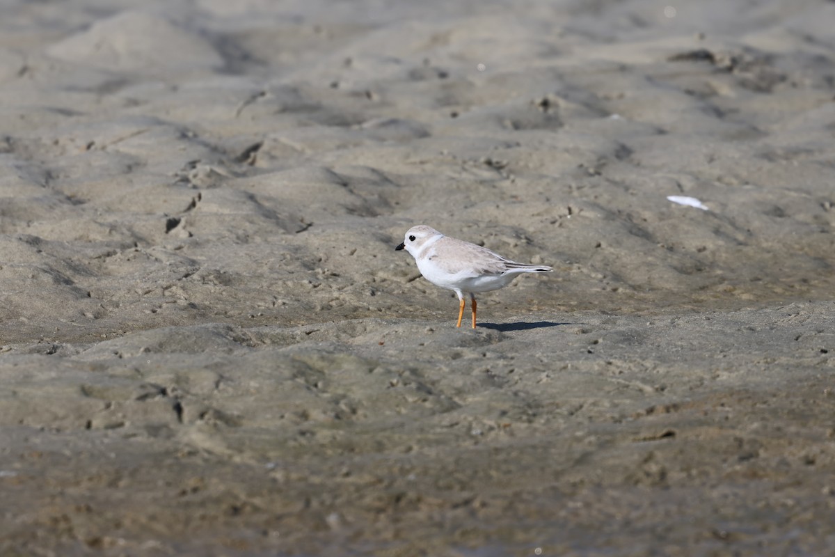 Flötenregenpfeifer - ML644291077